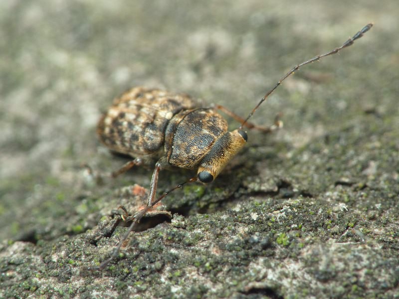 Exechesops foliatus Frieser & R., 1995